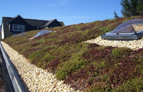 Green Roofing - Permaroof Portsmouth